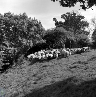 Shepherding, Hutton-le-Hole